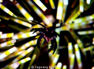 Sea Urchin Crab by Jagwang Koo 